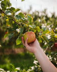 a hand holding an apple