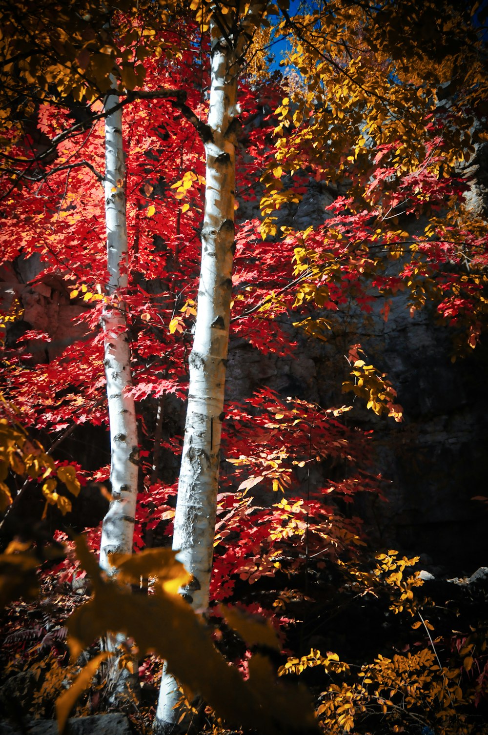 a group of trees with red and yellow leaves