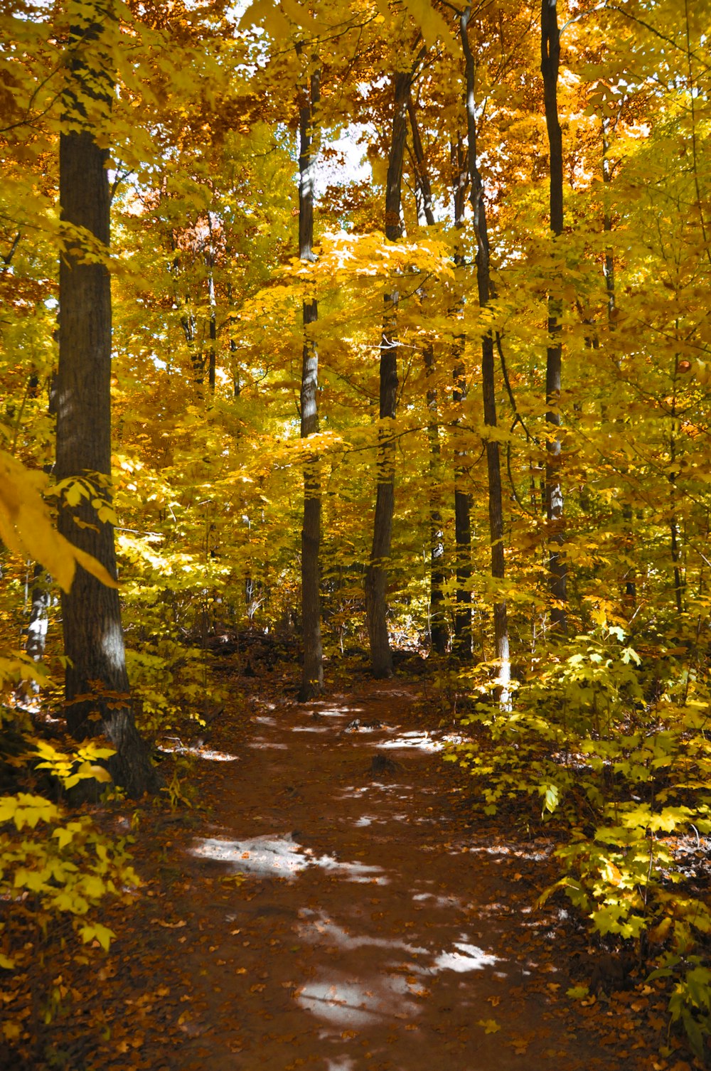 a creek in a forest