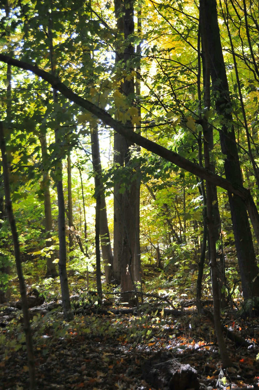 a forest with trees