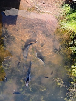 Several fish swim gracefully in a clear, shallow pond. The water reveals a sandy, textured bottom with patches of algae. Sunlight casts distinct shadows, creating a play of light and shadow across the image. On the right, the edge of the pond is bordered by lush, green grass.