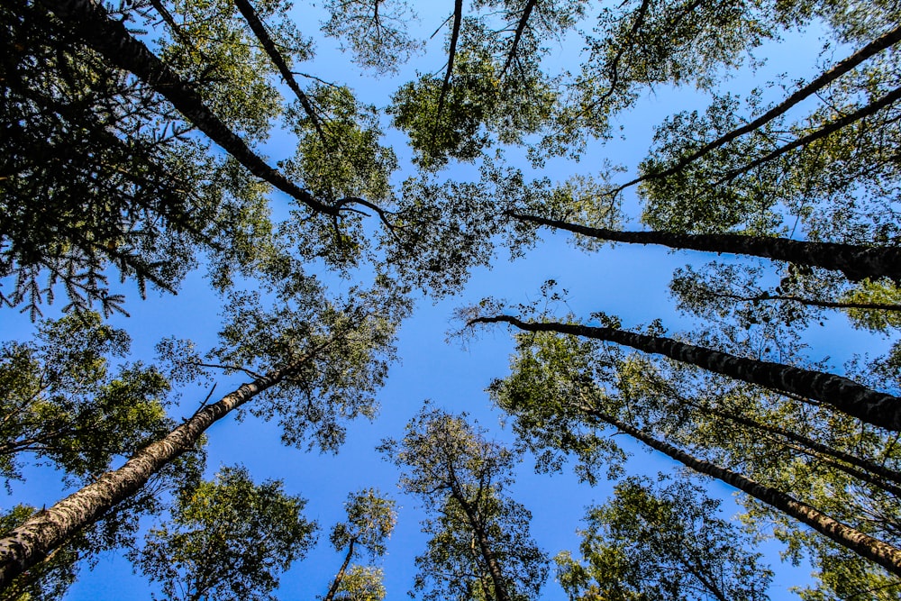 looking up at trees and blue sky