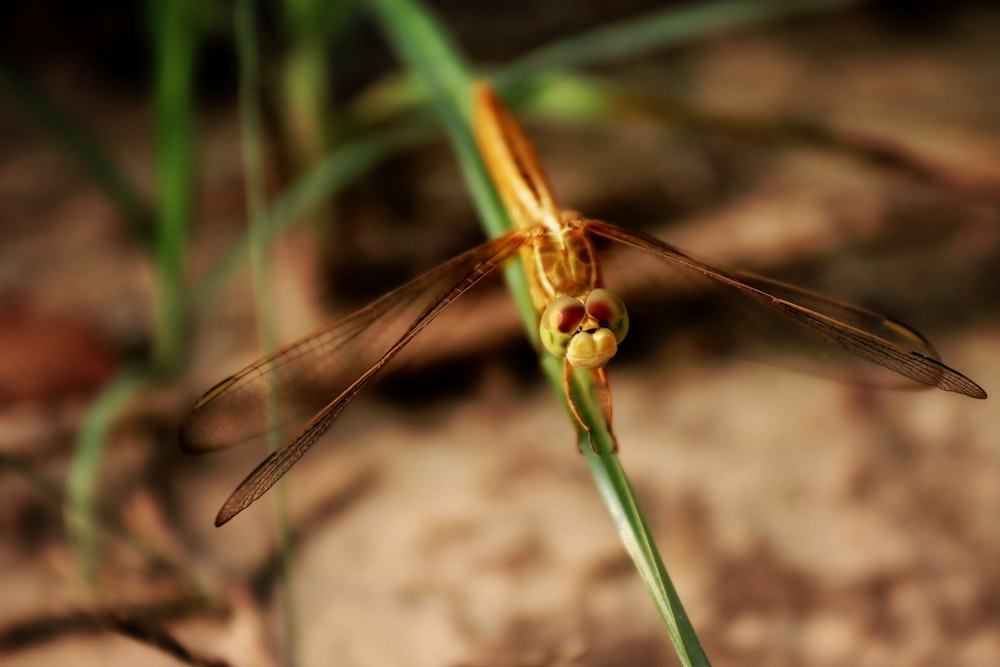 a dragonfly on a leaf