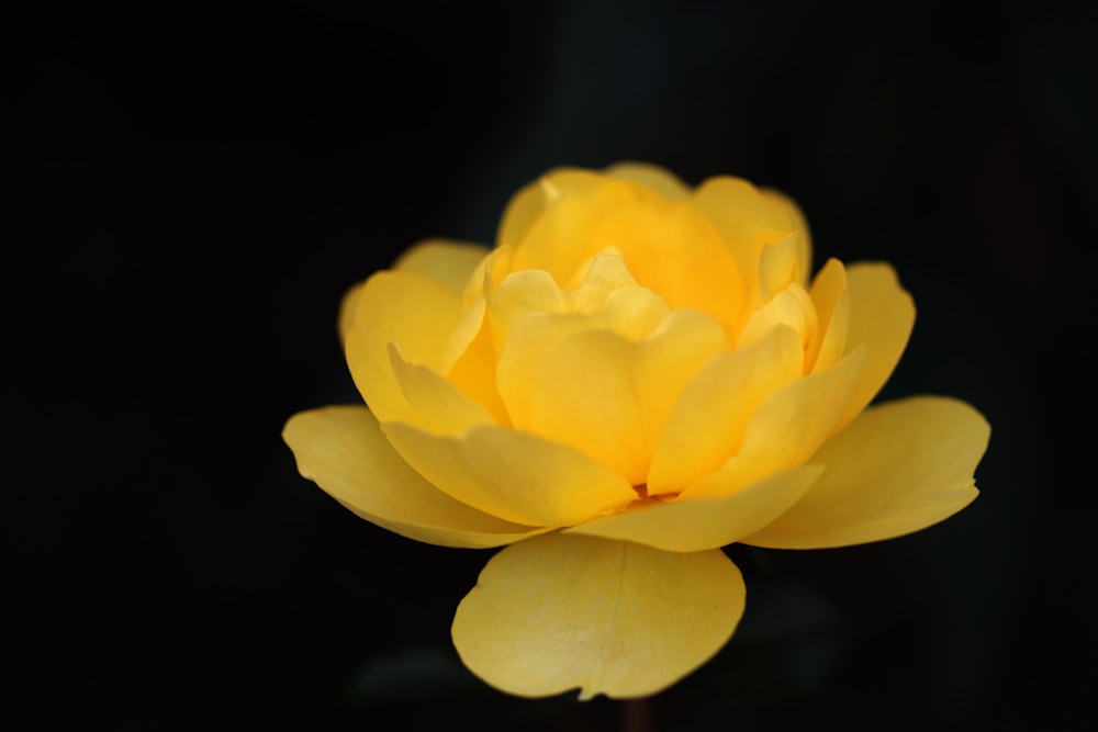 a yellow flower with a black background