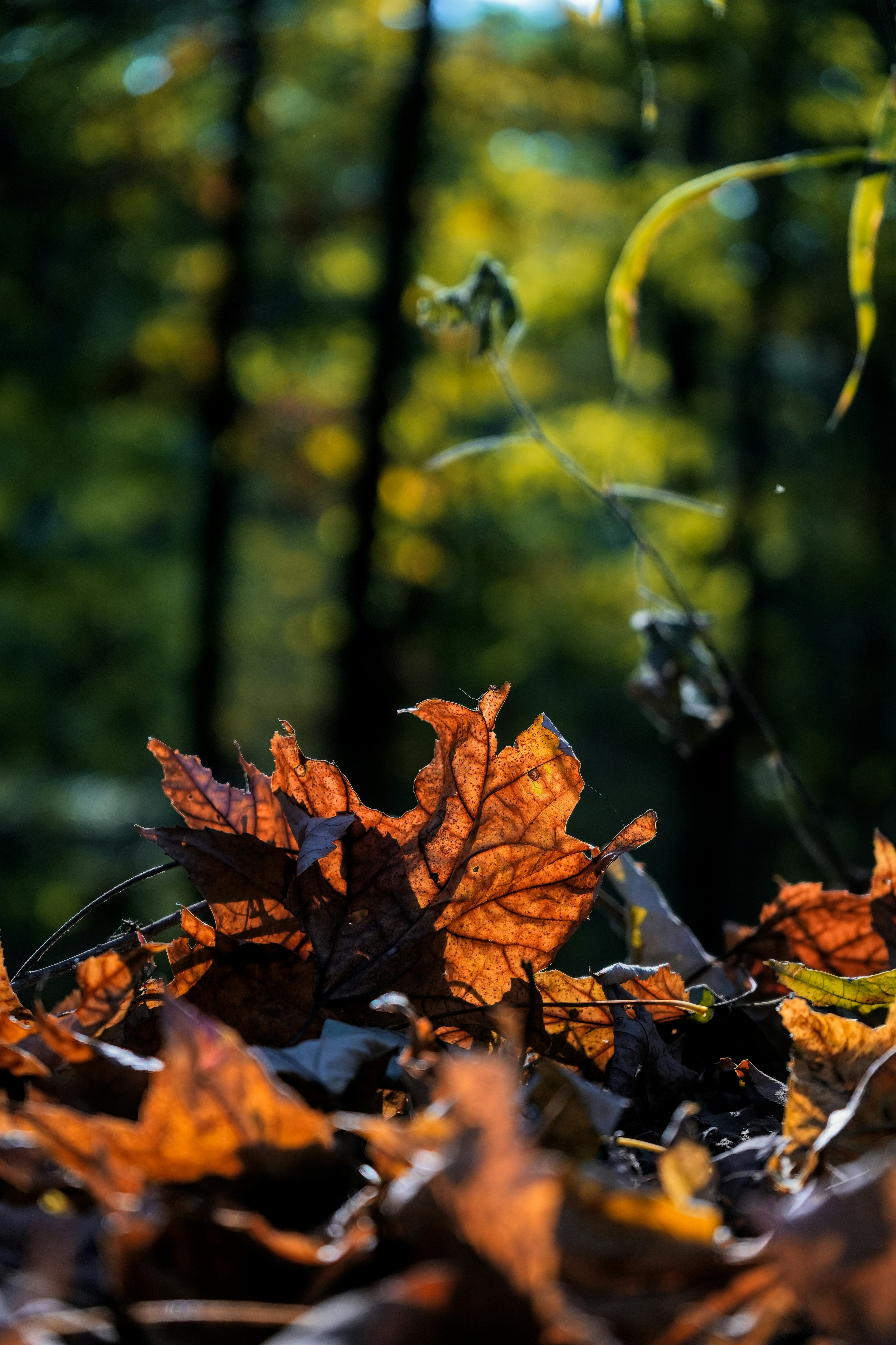 Photo by macksimus_b