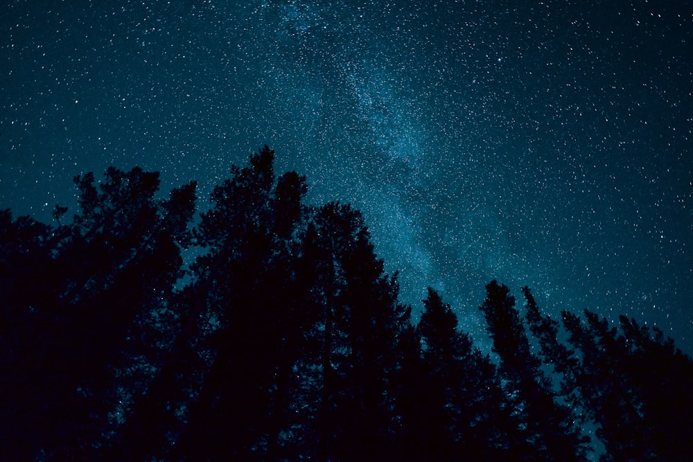 Un gruppo di alberi con stelle nel cielo