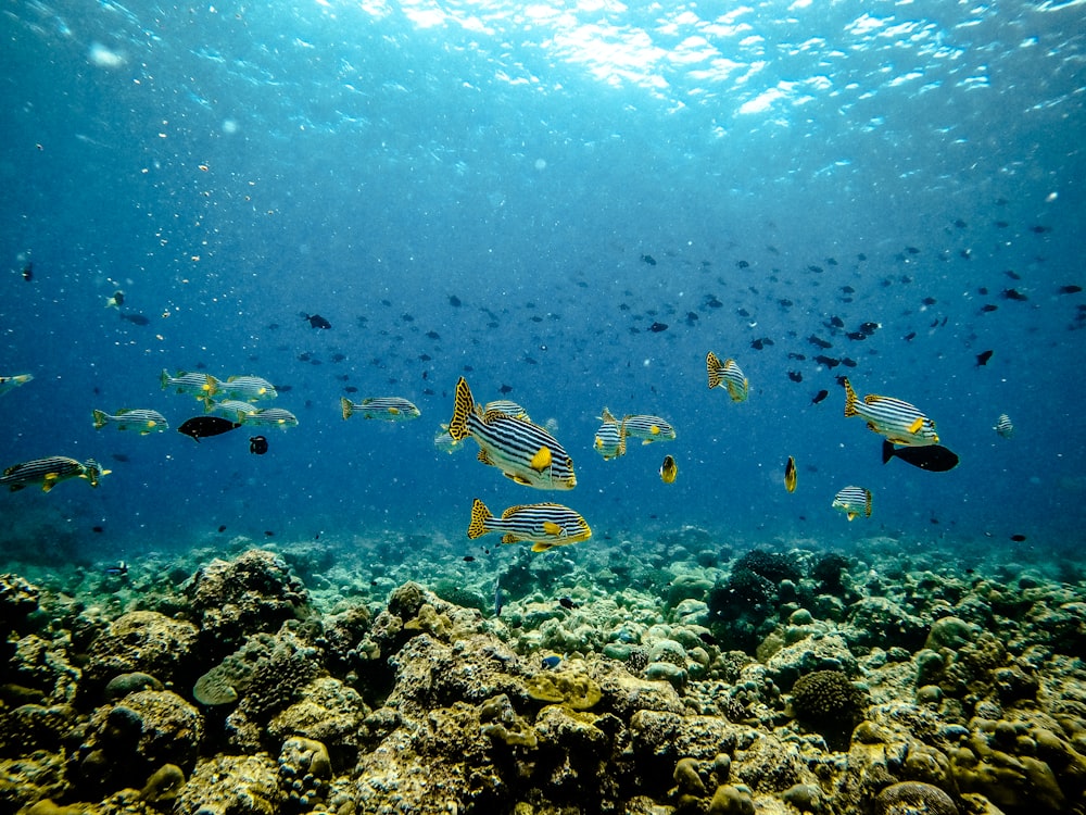 a group of fish swimming in the ocean