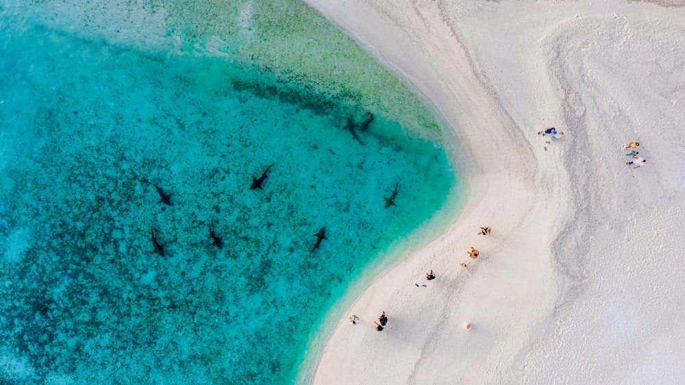 a group of birds flying over a beach