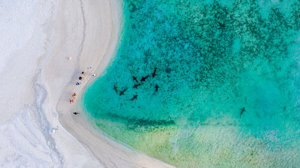 a group of birds flying over a beach