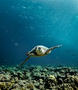 A sea turtle gracefully swims above vibrant coral reefs in a clear blue ocean. Sunlight filters through the water, illuminating various small fish and marine life surrounding the reef. The scene is serene and full of life.