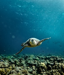 A sea turtle gracefully swims above vibrant coral reefs in a clear blue ocean. Sunlight filters through the water, illuminating various small fish and marine life surrounding the reef. The scene is serene and full of life.