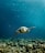 A sea turtle gracefully swims above vibrant coral reefs in a clear blue ocean. Sunlight filters through the water, illuminating various small fish and marine life surrounding the reef. The scene is serene and full of life.