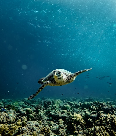 A sea turtle gracefully swims above vibrant coral reefs in a clear blue ocean. Sunlight filters through the water, illuminating various small fish and marine life surrounding the reef. The scene is serene and full of life.