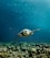 A sea turtle gracefully swims above vibrant coral reefs in a clear blue ocean. Sunlight filters through the water, illuminating various small fish and marine life surrounding the reef. The scene is serene and full of life.