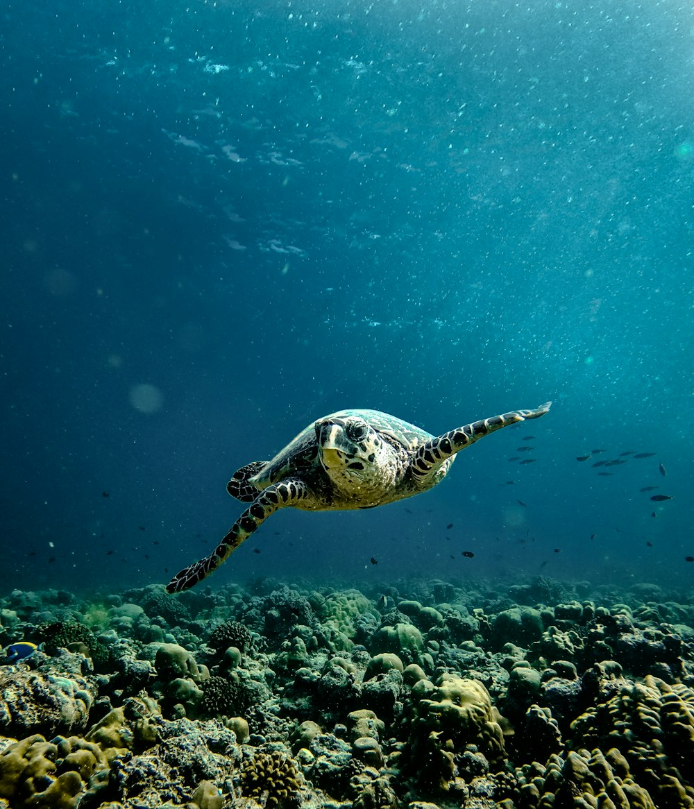 Eine Schildkröte, die im Meer schwimmt