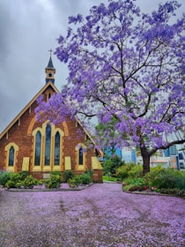 A quaint church with a brick structure and pointed steeple stands surrounded by lush greenery and vibrant purple jacaranda blossoms. Petals carpet the ground, creating a vivid contrast with the brown and yellow tones of the church. The sky is overcast, adding a dramatic backdrop to the serene scene.
