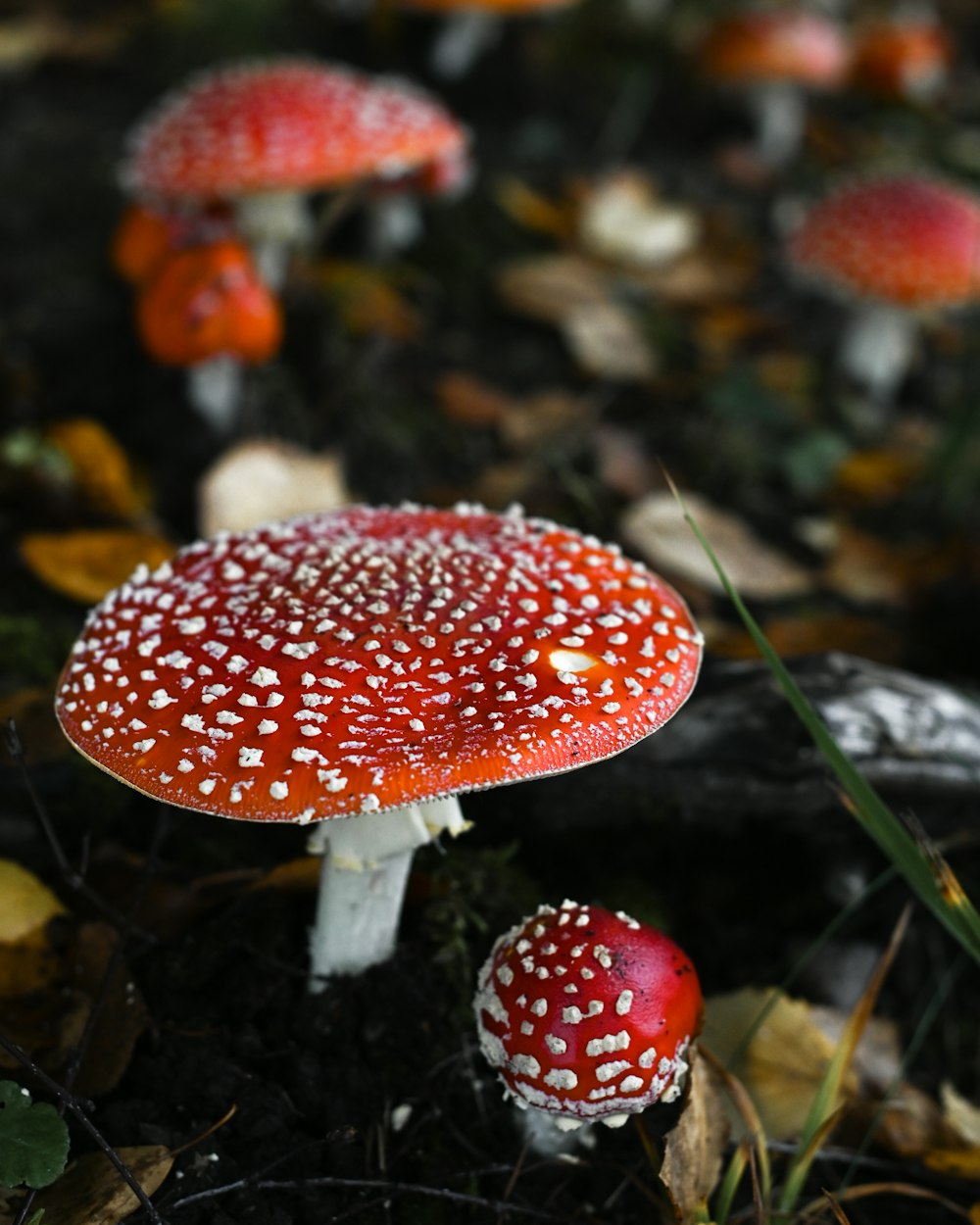 a close up of a red mushroom