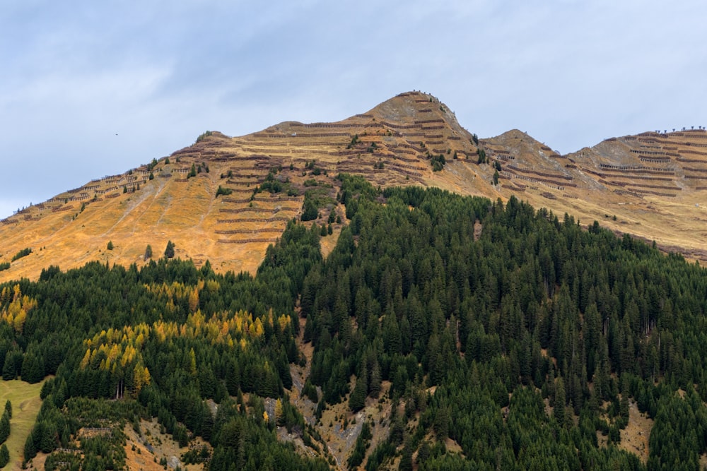 a mountain with trees and grass