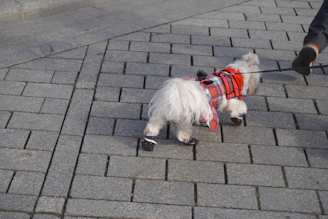 Close-up of cozy, durable dog boots resembling classic Uggs on a small dog's paws