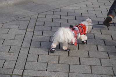 Close-up of cozy, durable dog boots resembling classic Uggs on a small dog's paws