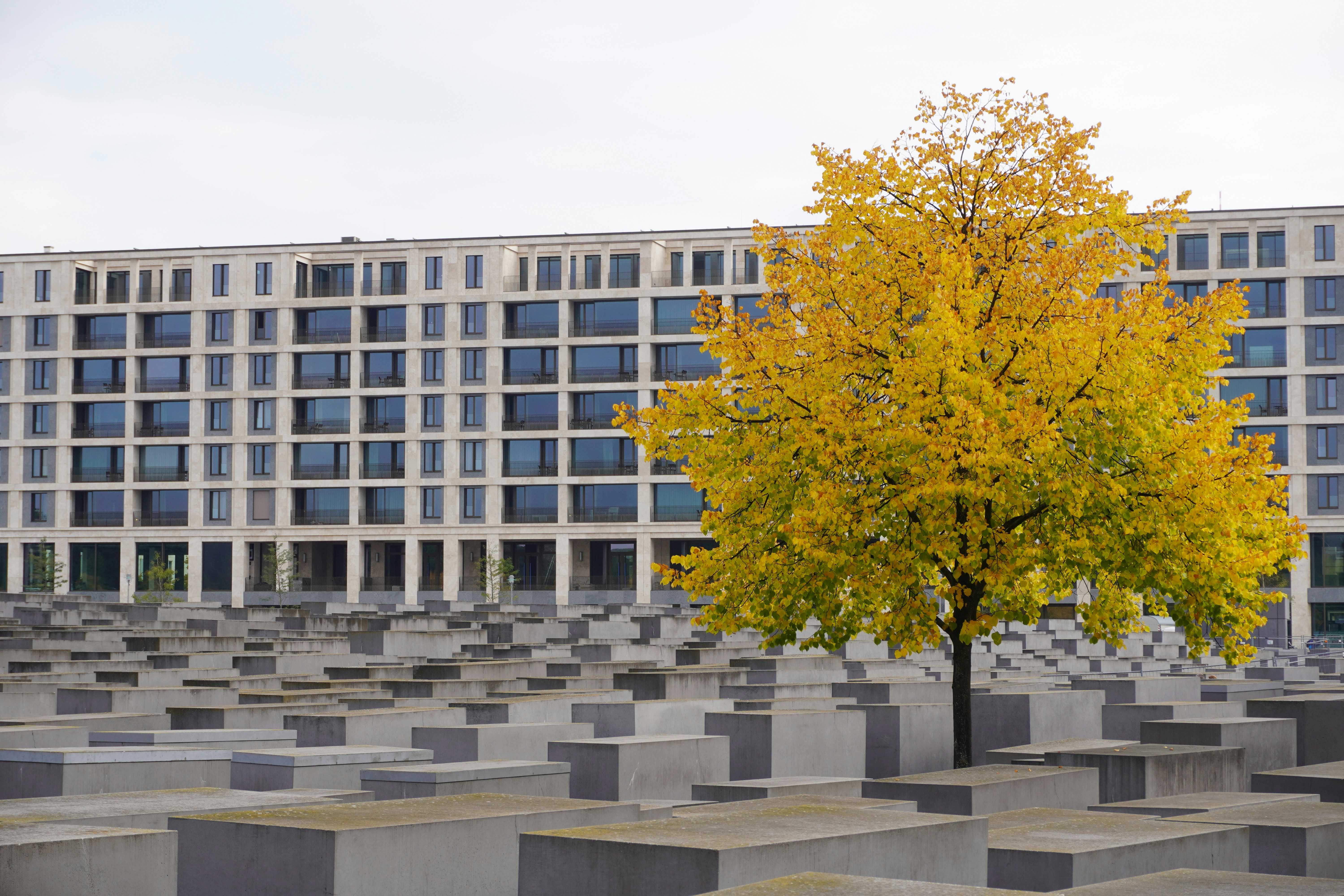 a tree in front of a building