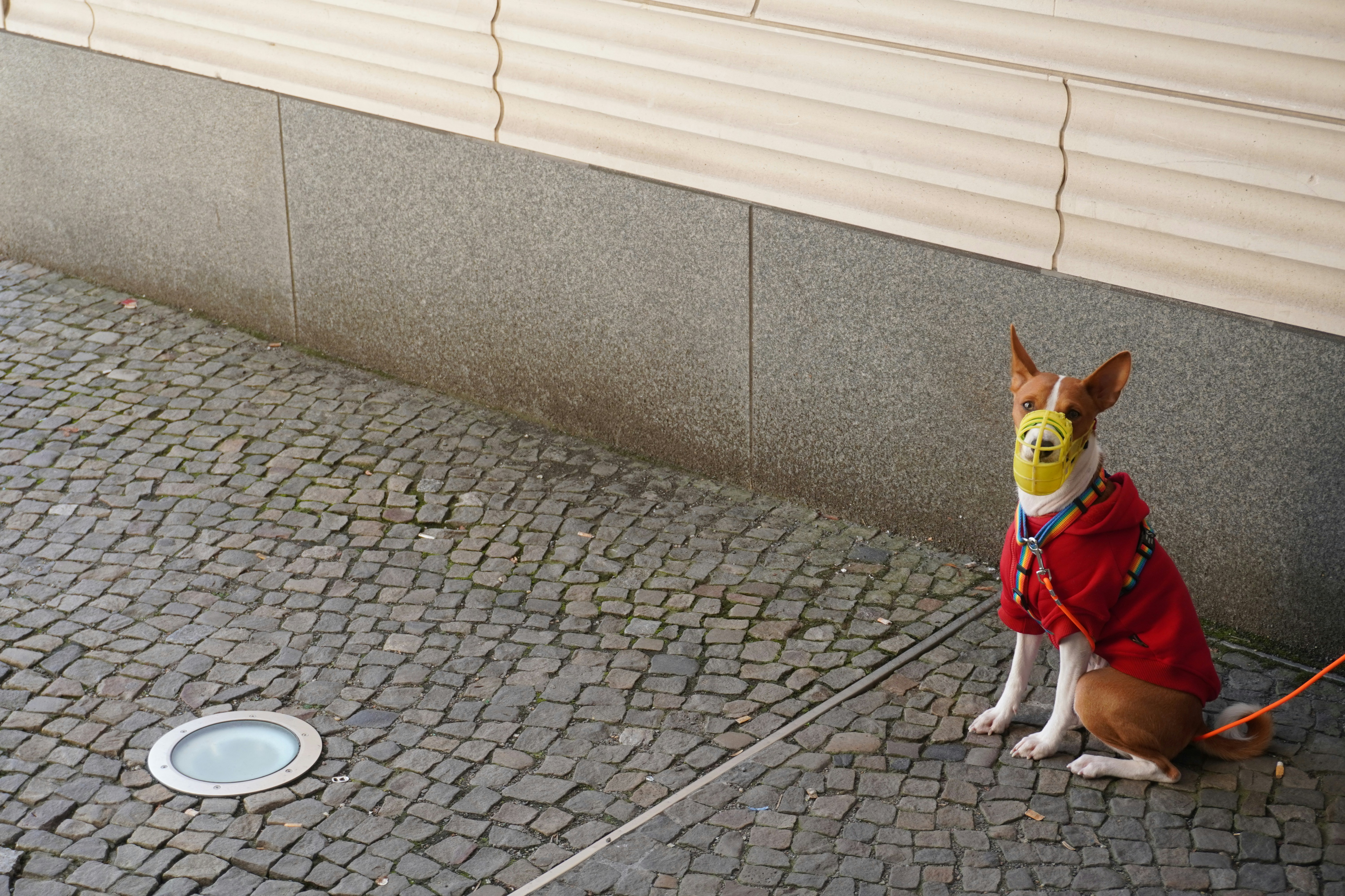 Help Your Dog Rest Better with Smart Monitoring