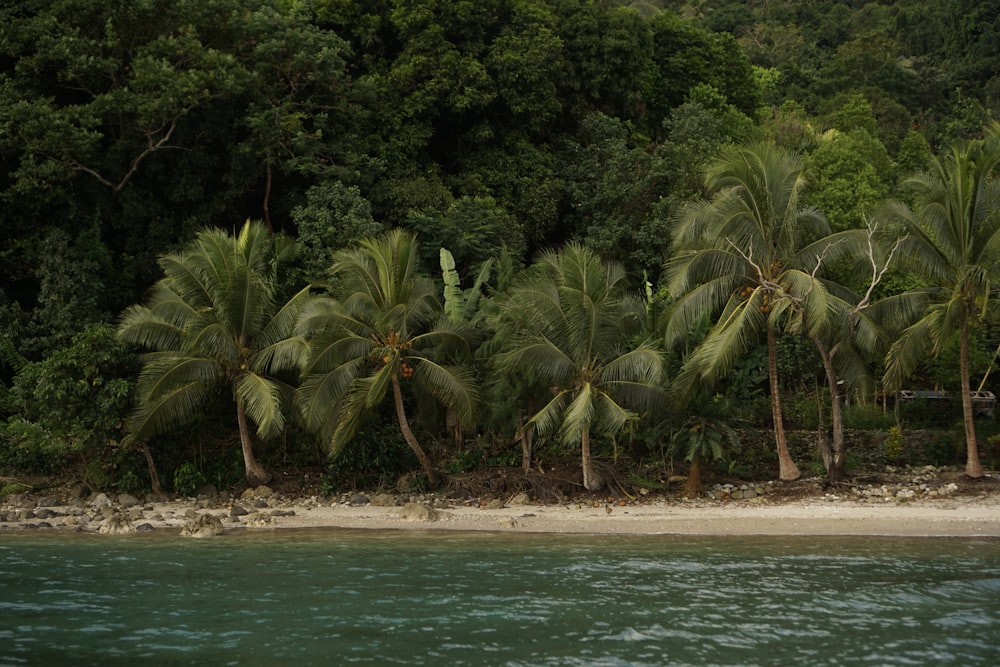 a beach with palm trees