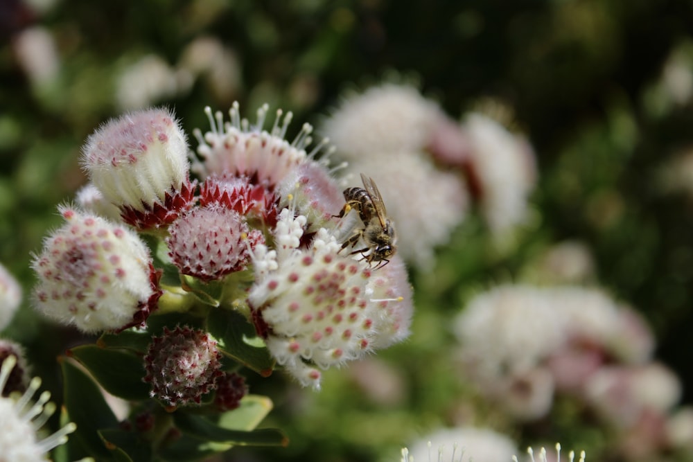 a bee on a flower