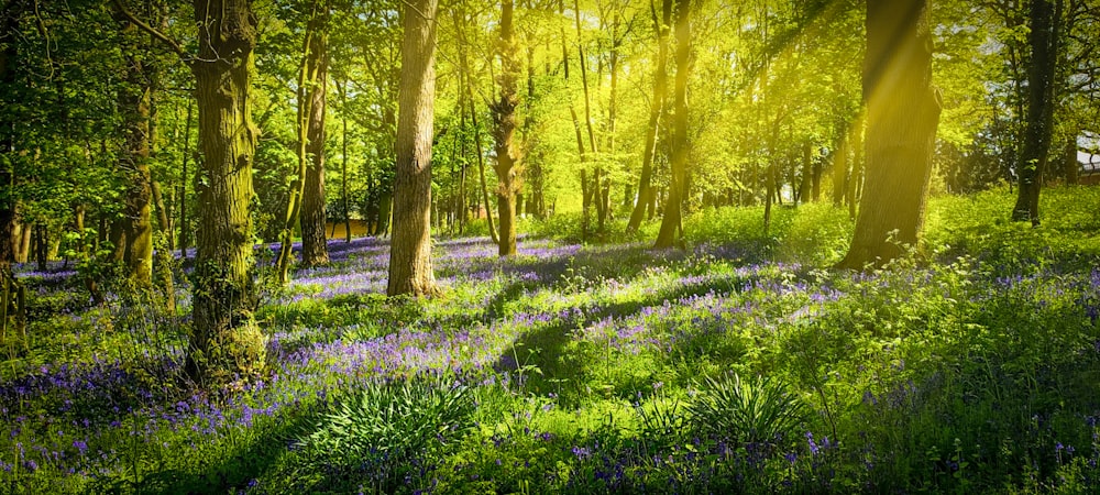 a field of flowers in a forest