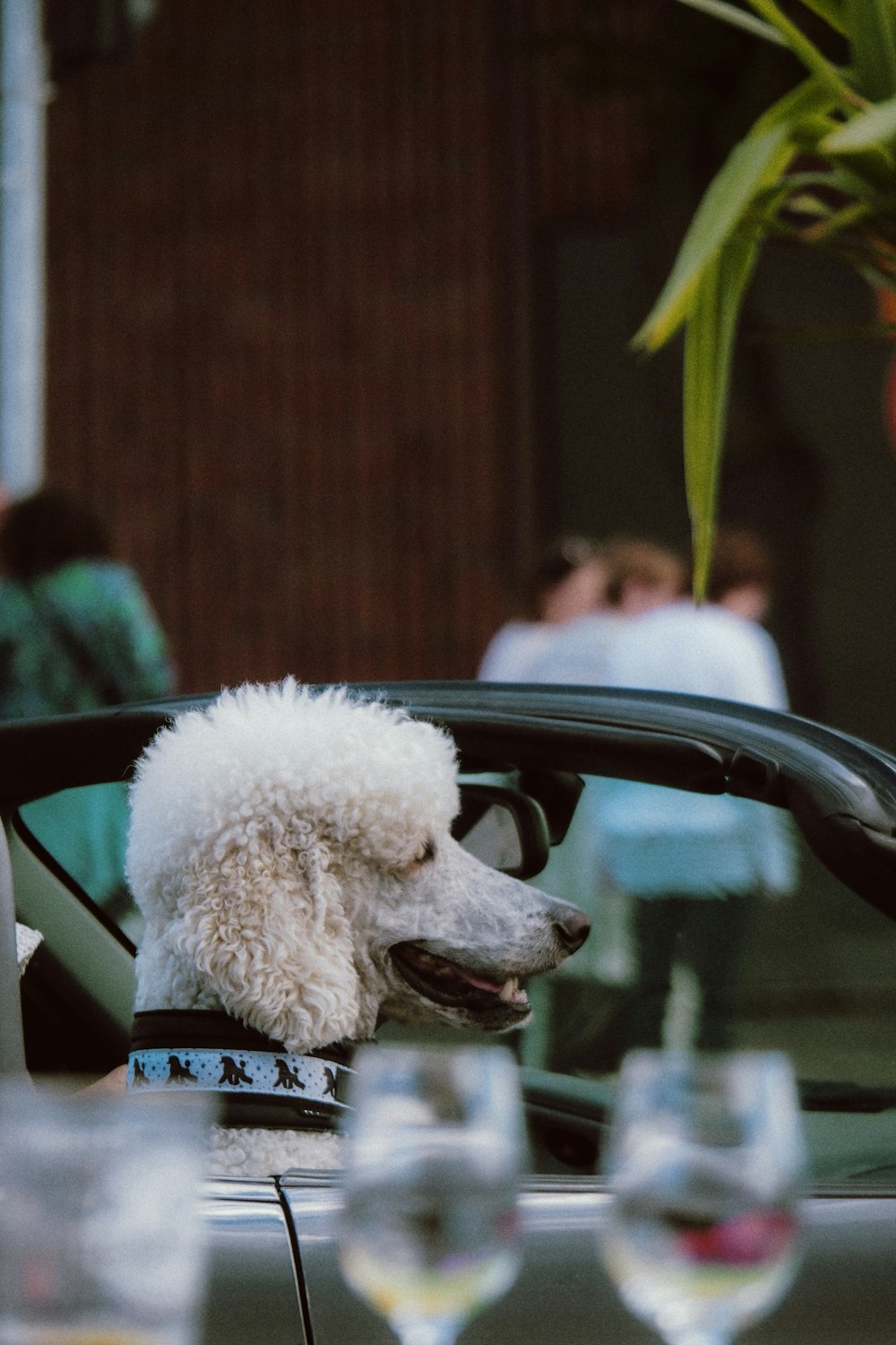 a dog sits in a vase