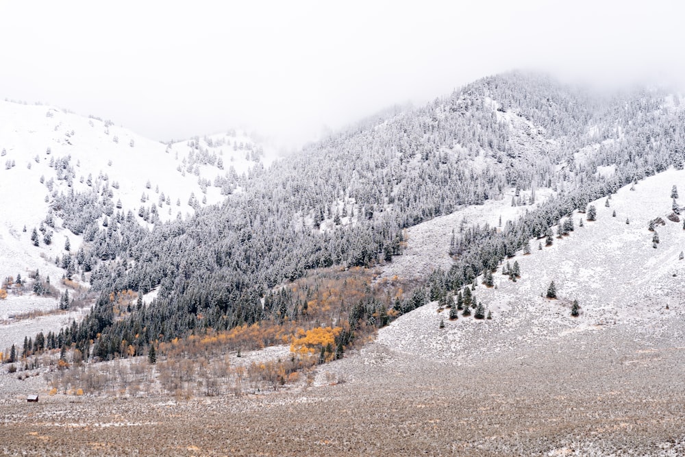 a snowy mountain side