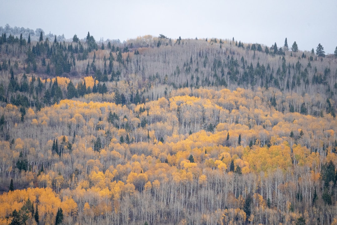Aspen Ridge
