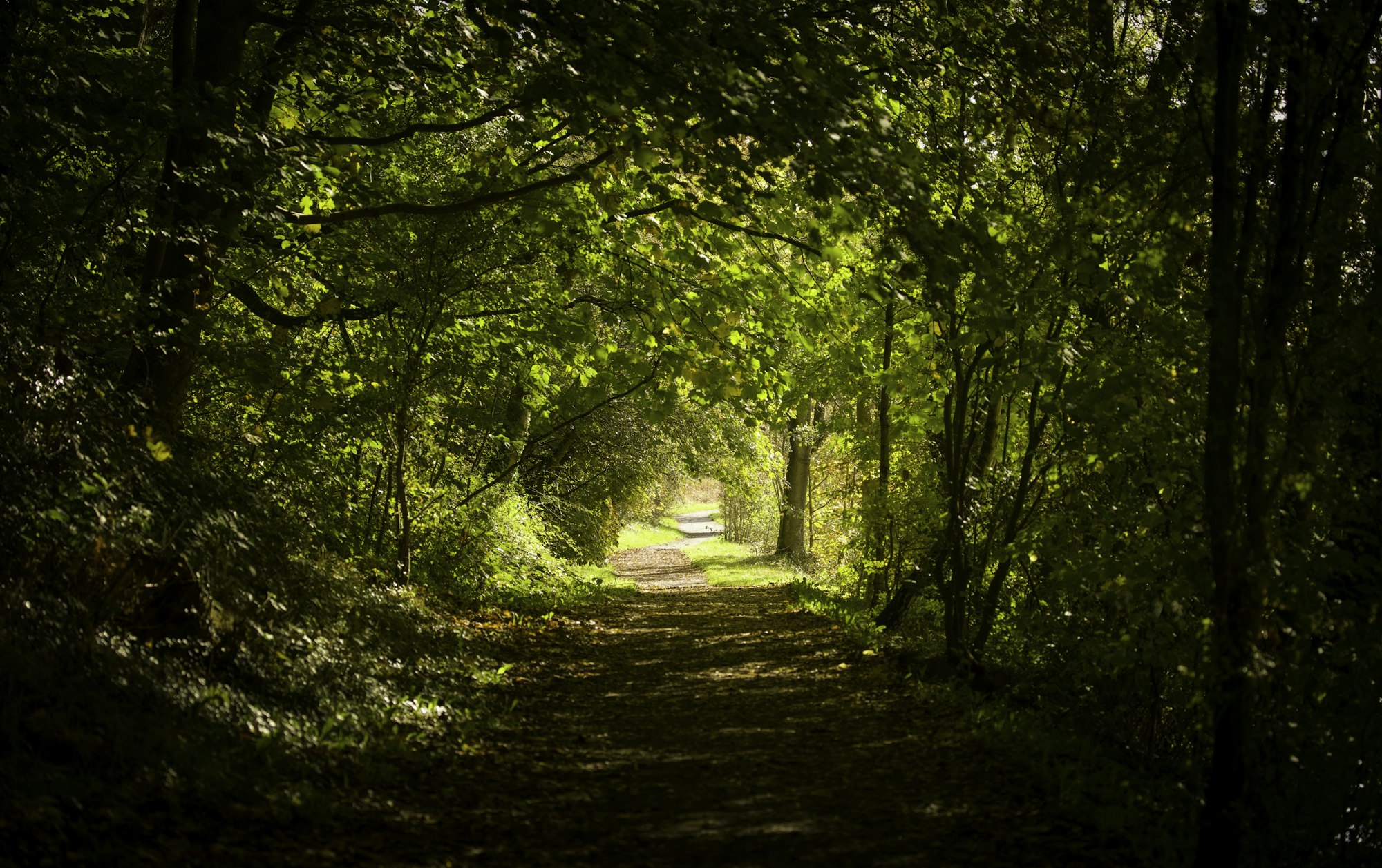 Sunlit path through a tunnel of towering green trees