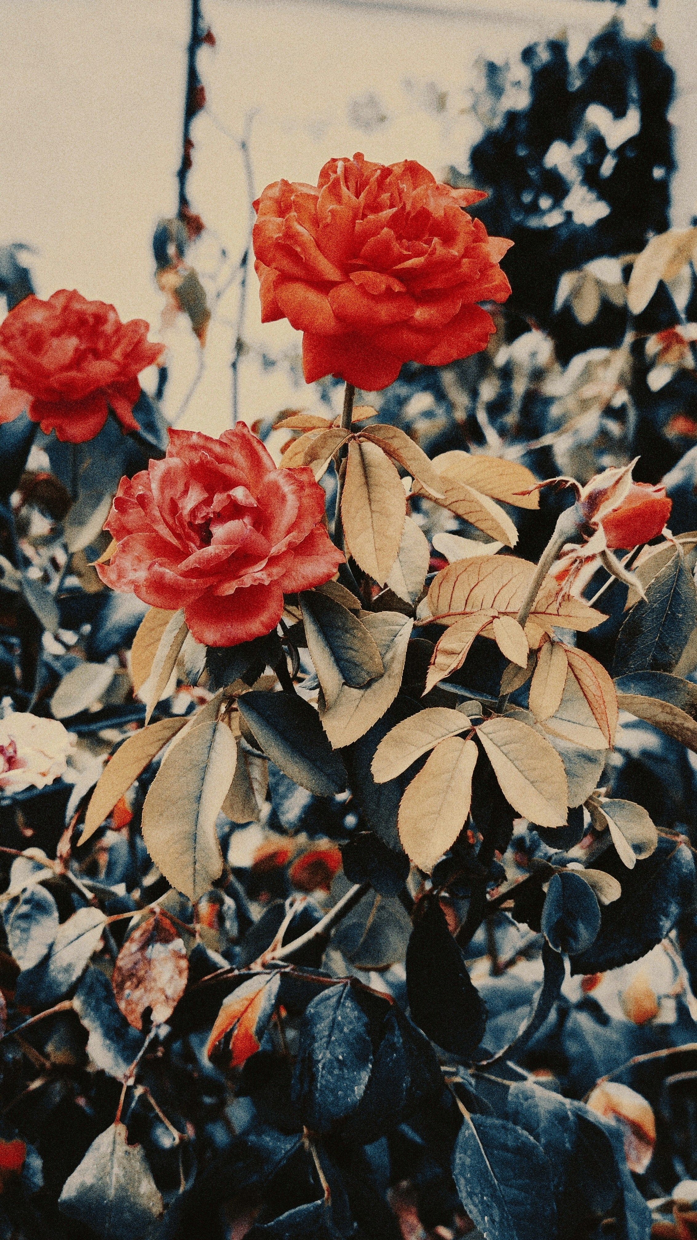 Photo by ilostmyselfout