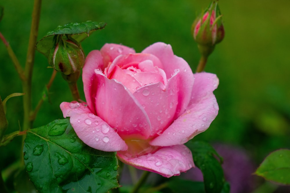 a pink flower with water droplets on it