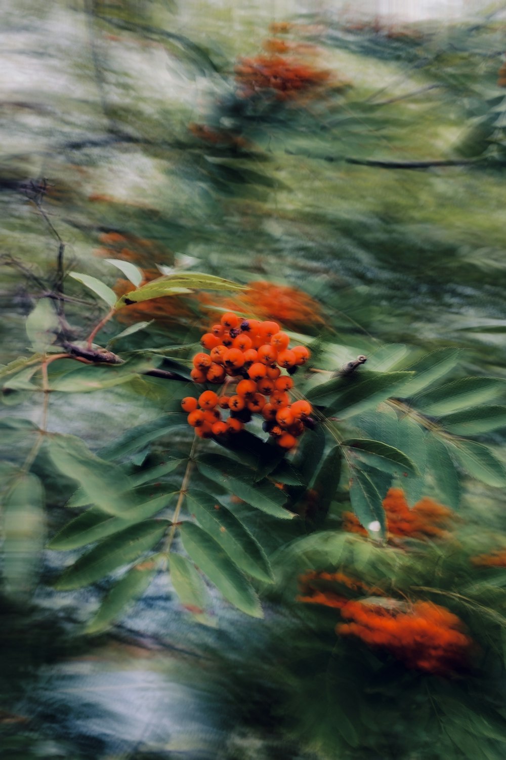 a close-up of a plant