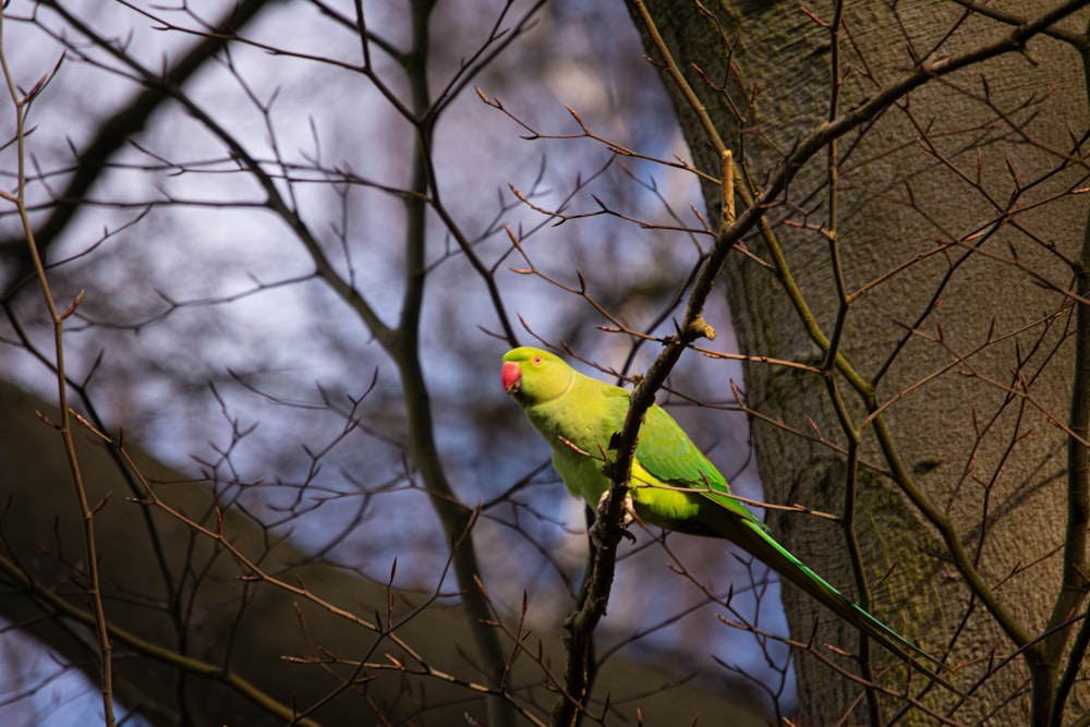 a bird on a tree branch