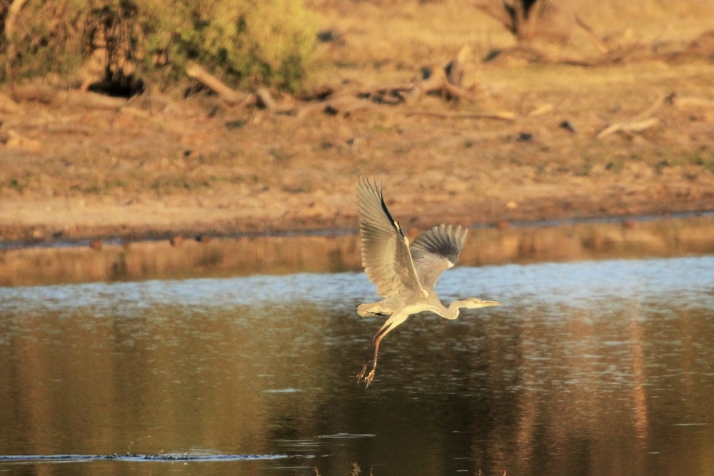 a bird flying over water