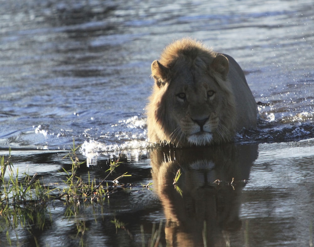 a lion in the water