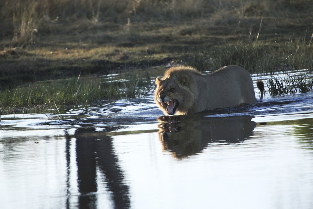 a lion in the water