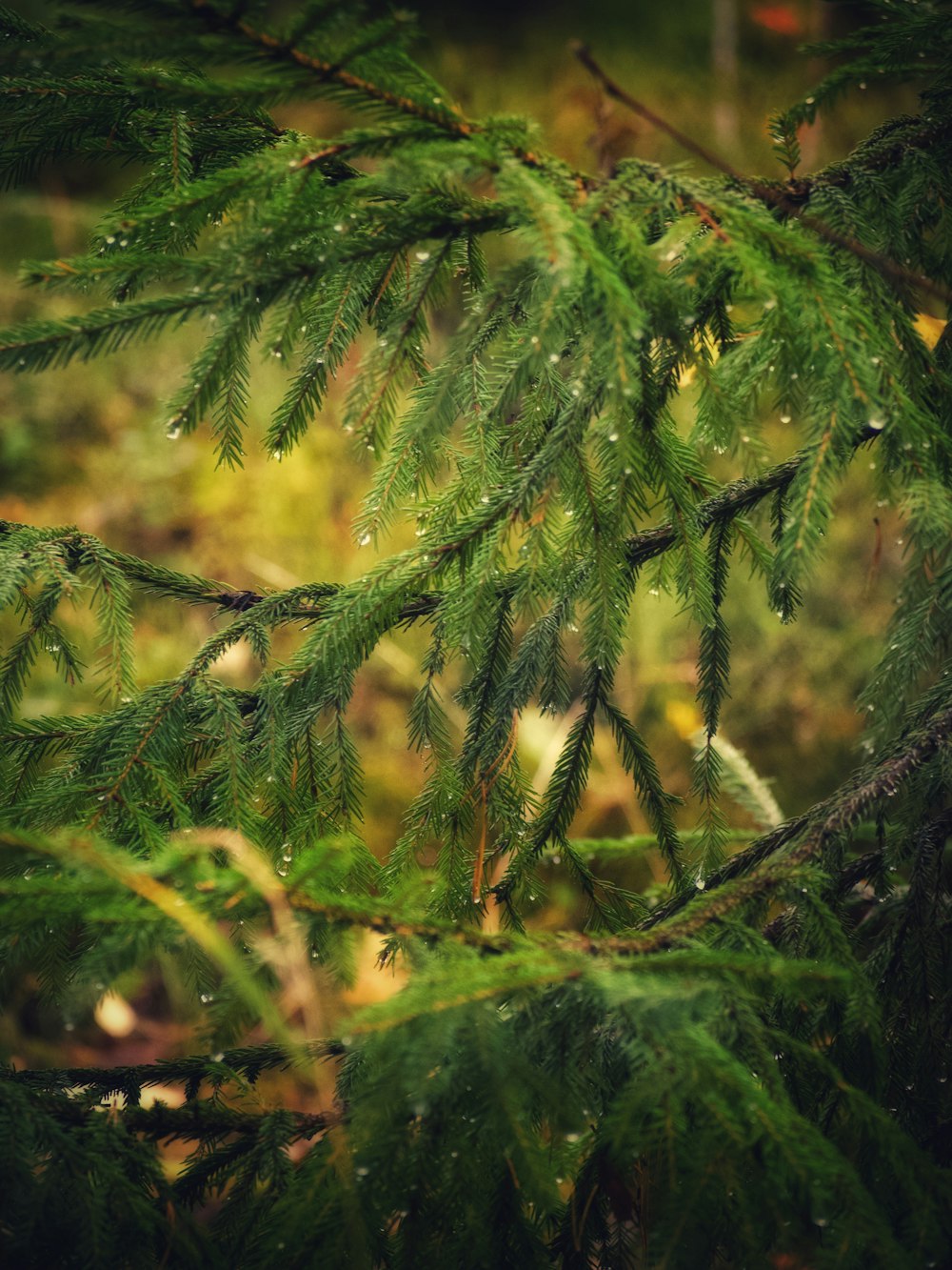 a tree with green leaves