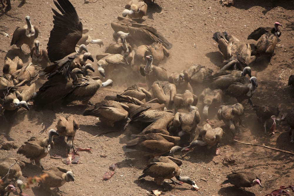 a large group of ducks on the ground