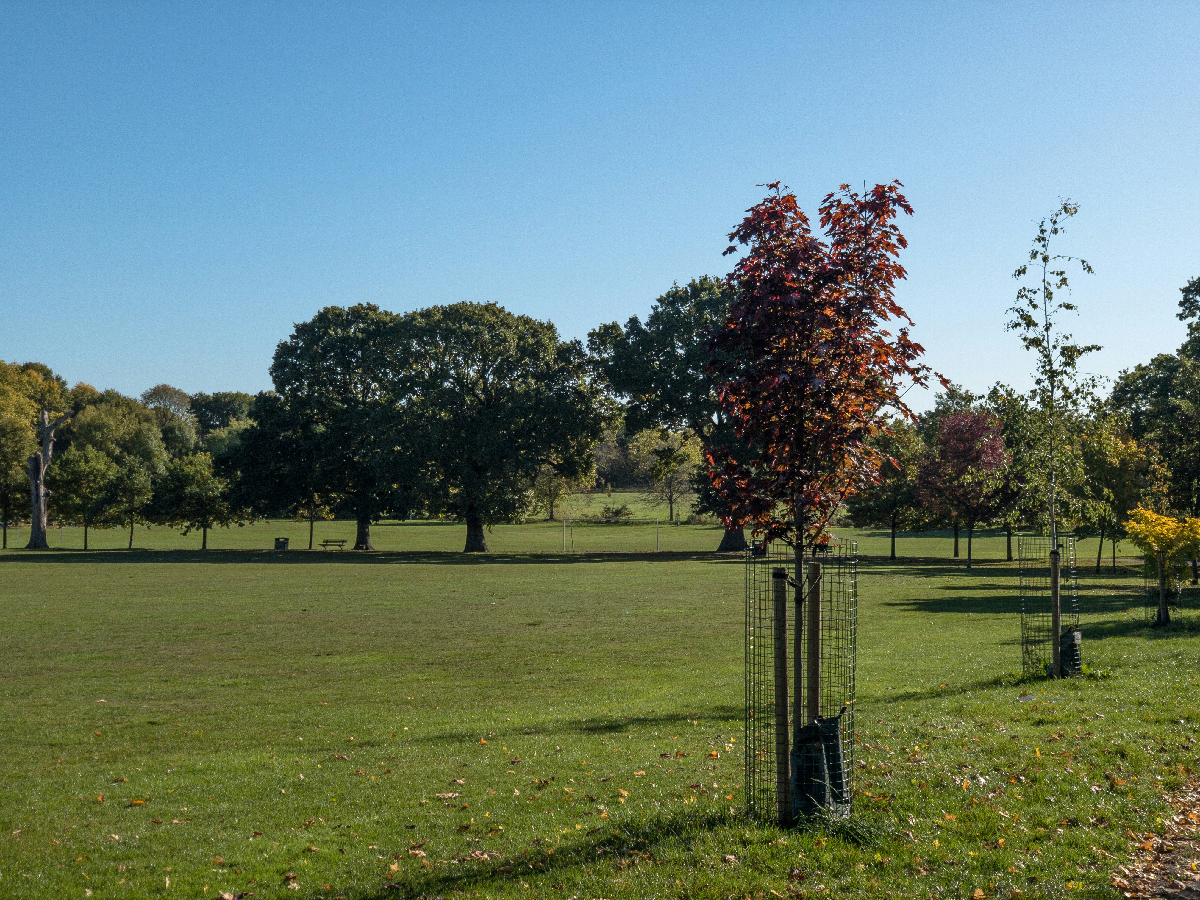 a field with trees and grass