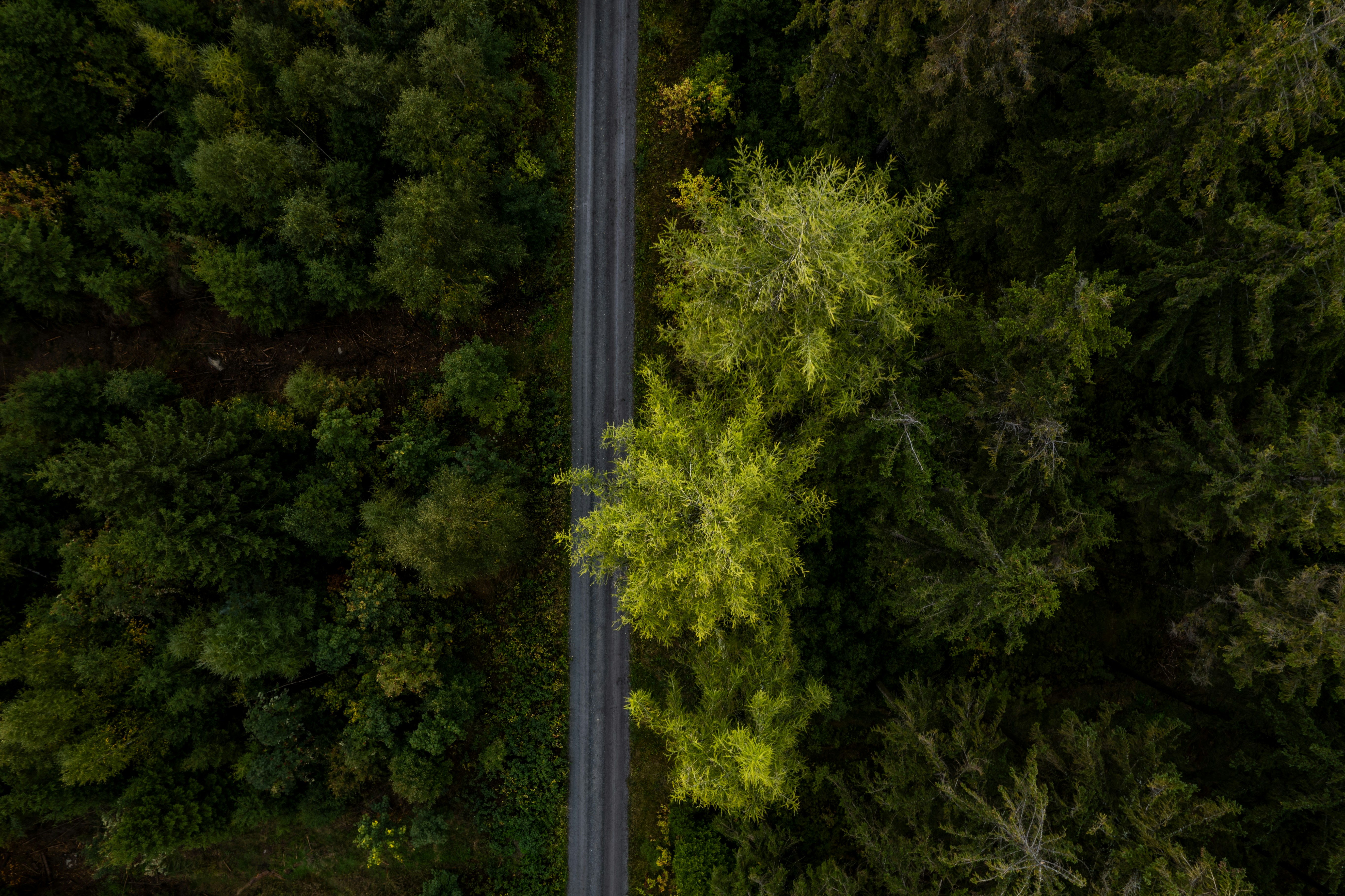 a road in the middle of a forest
