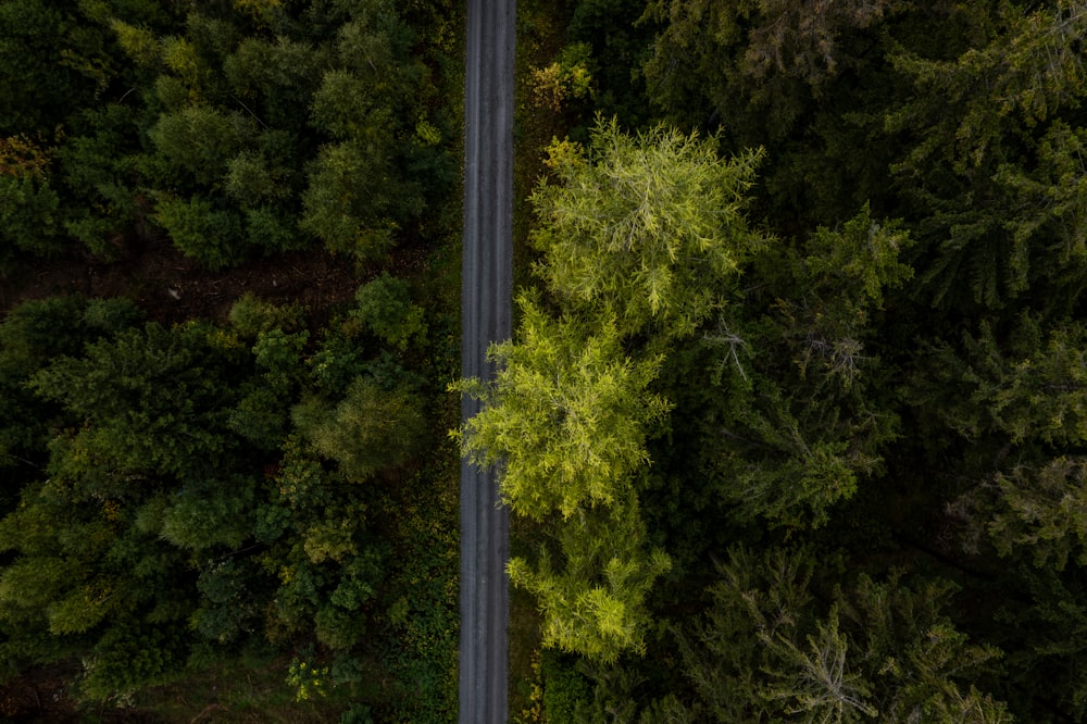 a road in the middle of a forest