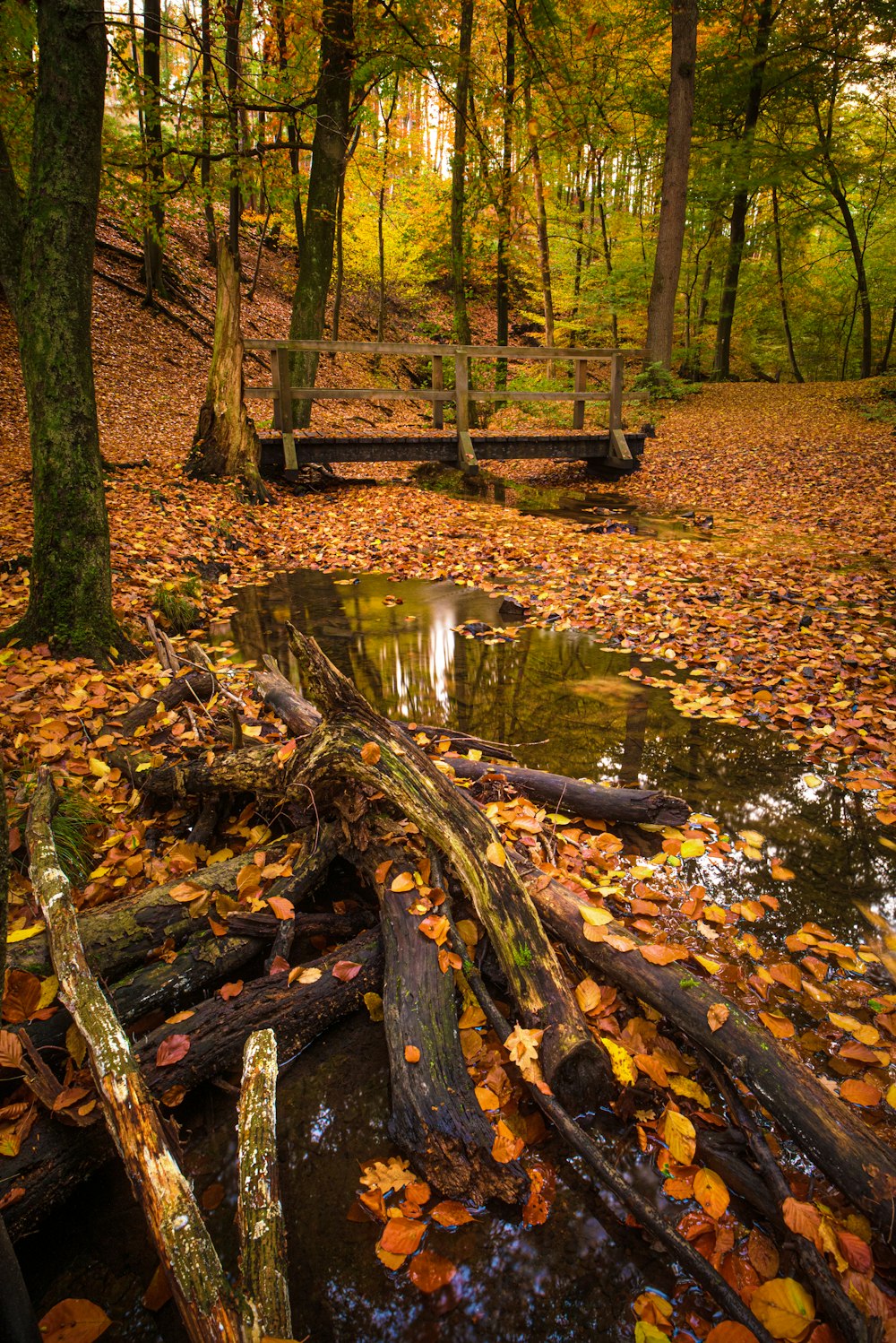 a bench in a forest