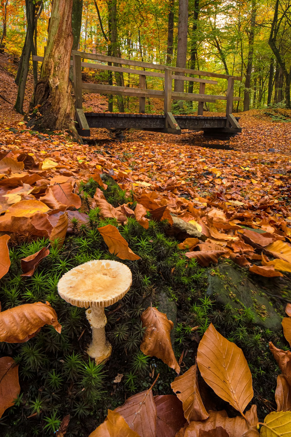 a mushroom growing in a forest