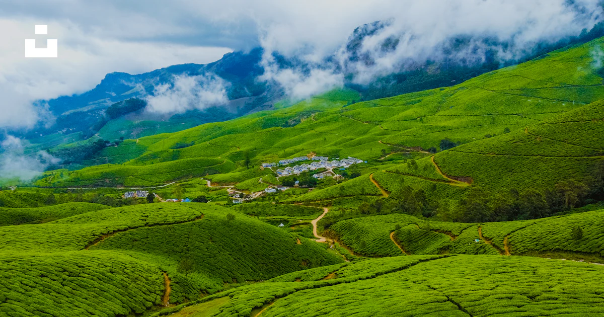 Hilly Scene A green hilly landscape photo – Free Tea leaves Image on Unsplash