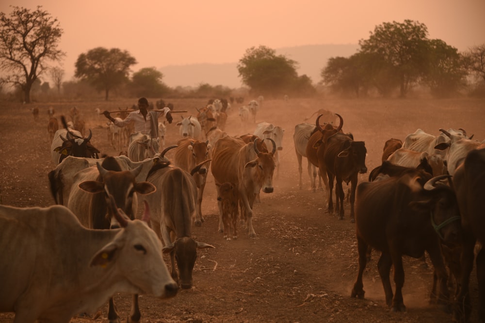 Un rebaño de ganado caminando por un camino de tierra