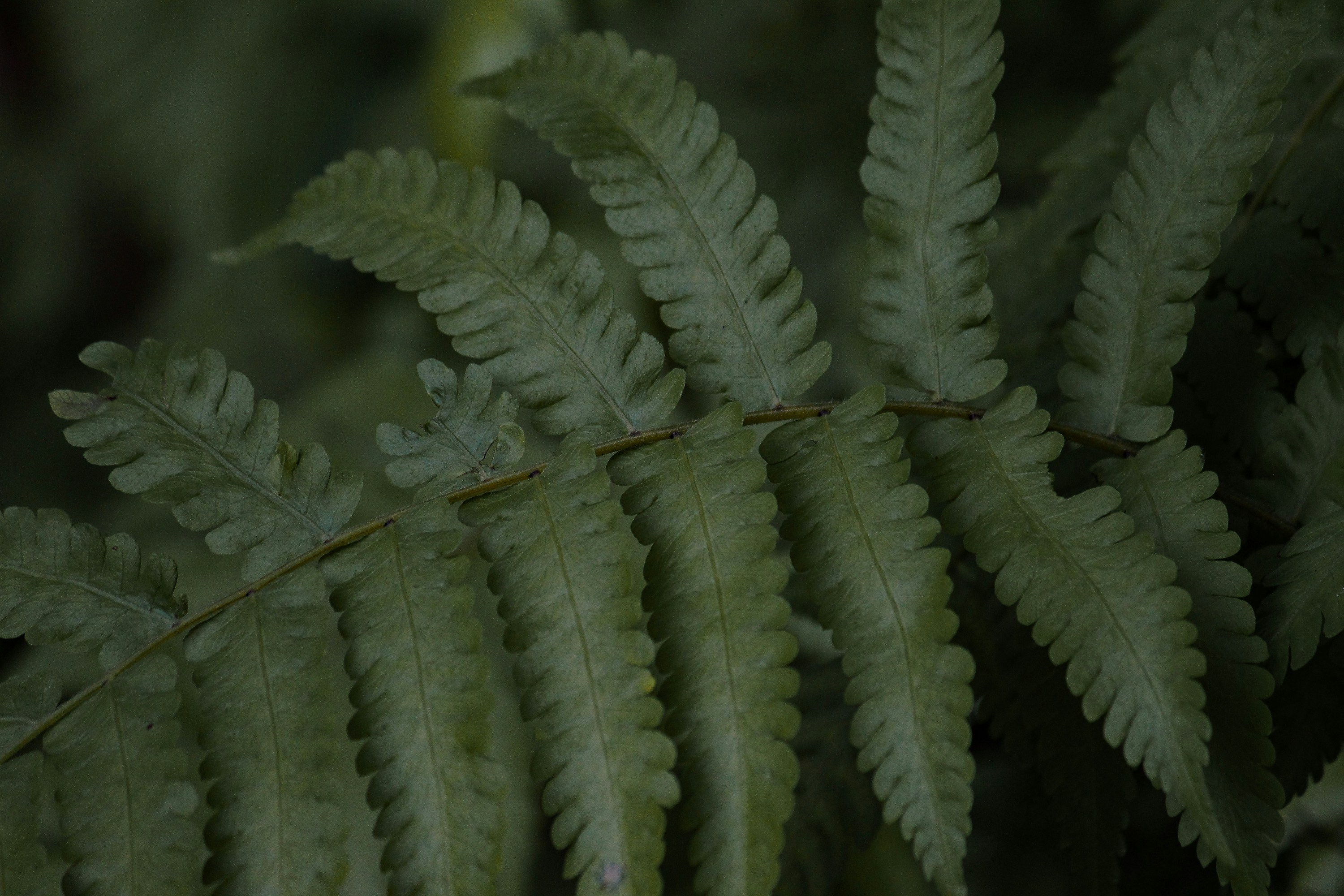 tropical leaves wallpaper, wallpaper, Jungle Crafts for Adults: Creative Projects & Ideas 2